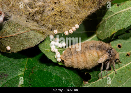 Rusty tussock Motte, weiblich, (Orgyia antiqua) Stockfoto