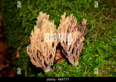 Strenge - Niederlassung Coral, (Ramaria Stricta) Stockfoto