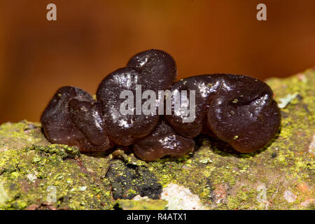 Schwarze Hexen "Butter, (Exidia Glandulosa) Stockfoto