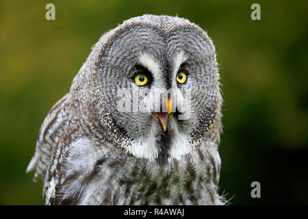 Bartkauz, Erwachsener, Kasselburg, Eifel, Deutschland, Europa, (Strix Nebulosa) Stockfoto