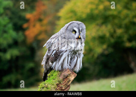 Bartkauz, Erwachsener, Kasselburg, Eifel, Deutschland, Europa, (Strix Nebulosa) Stockfoto