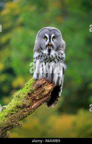 Bartkauz, Erwachsener, Kasselburg, Eifel, Deutschland, Europa, (Strix Nebulosa) Stockfoto