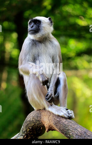 Northern Plains Grau Langur, Asien, (Semnopithecus Entellus) Stockfoto