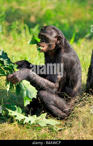 Bonobo, erwachsene Fütterung, Afrika, (Pan Paniscus) Stockfoto