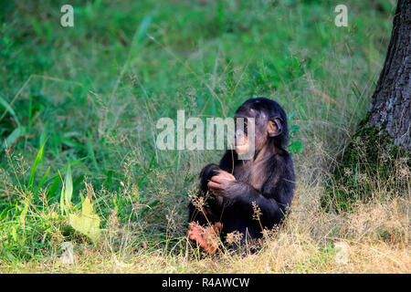 Bonobo, junge Fütterung, Afrika, (Pan Paniscus) Stockfoto