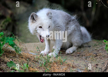 Arctic Fox, North America, (Alopex lagopus) Stockfoto