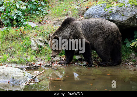 Eurasischer Braunbär, erwachsene Frau im Herbst, Nationalpark Bayerischer Wald, Deutschland, Europa, (Ursus arctos arctos) Stockfoto