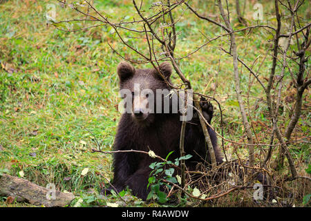 Eurasischer Braunbär, Jungen im Herbst, Nationalpark Bayerischer Wald, Deutschland, Europa, (Ursus arctos arctos) Stockfoto