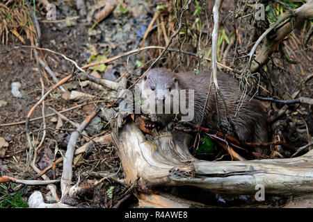 Eurasische Fischotter, Nationalpark Bayerischer Wald, Deutschland, Europa, (Lutra lutra) Stockfoto