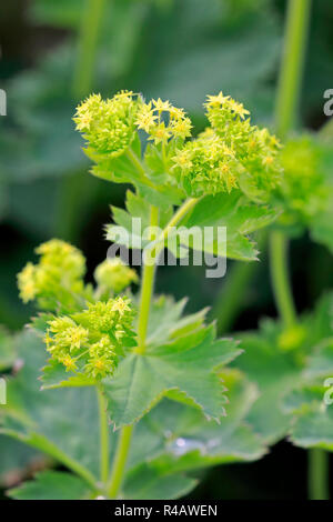 Frauenmantel, Deutschland, Europa, (Alchemilla Mollis) Stockfoto