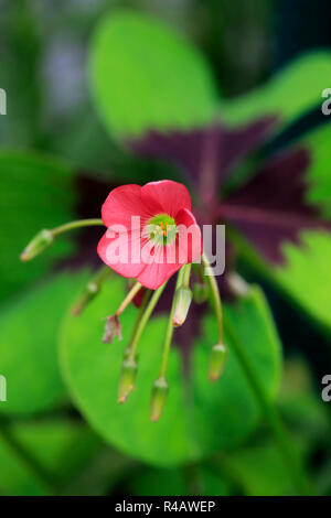 Viel Glück Shamrock, Deutschland, Europa, (Oxalis Deppei) Stockfoto