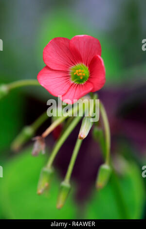 Viel Glück Shamrock, Deutschland, Europa, (Oxalis Deppei) Stockfoto