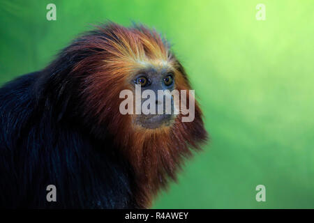 Golden Lion Tamarin, erwachsene Porträt, Südamerika geleitet, (Leontopithecus chrysomelas) Stockfoto