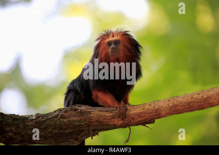 Golden Lion Tamarin, Erwachsenen auf dem Baum, Südamerika geleitet, (Leontopithecus chrysomelas) Stockfoto