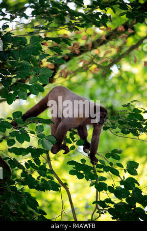 Grau Wollaffen, Erwachsenen auf dem Baum, Südamerika, (Lagothrix lagothricha Cana) Stockfoto