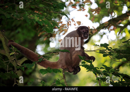 Grau Wollaffen, Erwachsenen auf dem Baum, Südamerika, (Lagothrix lagothricha Cana) Stockfoto