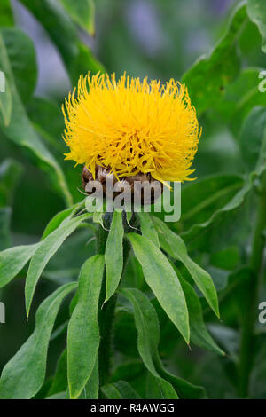 Armenische Warenkorb Blume, Deutschland, Europa, (Centaurea Macrocephala) Stockfoto