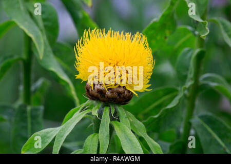 Armenische Warenkorb Blume, Deutschland, Europa, (Centaurea Macrocephala) Stockfoto