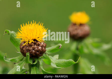 Armenische Warenkorb Blume, Deutschland, Europa, (Centaurea Macrocephala) Stockfoto