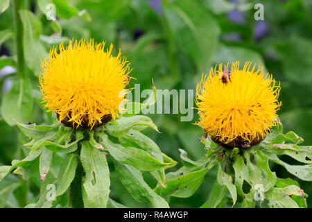 Armenische Warenkorb Blume, Deutschland, Europa, (Centaurea Macrocephala) Stockfoto