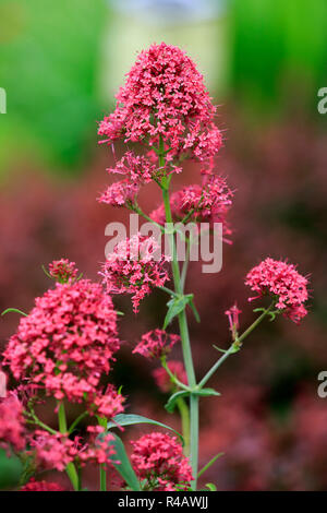 Rote Baldrian, Deutschland, Europa, (Centranthus ruber) Stockfoto