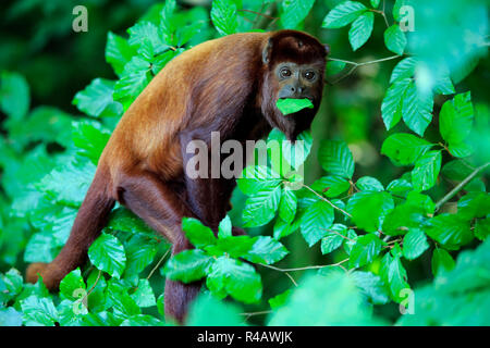 Venezolanischen roten Brüllaffen, Südamerika, (Alouatta seniculus) Stockfoto