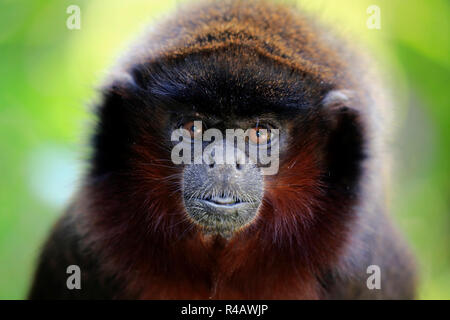 Red titi Affe, Erwachsener, Südamerika, (Callicebus Luteus) Stockfoto