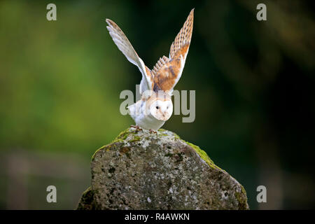 Schleiereule, Erwachsener, Kasselburg, Eifel, Deutschland, Europa, (Tyto alba) Stockfoto