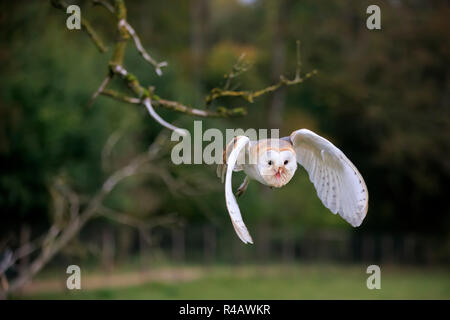 Schleiereule, Erwachsener, Kasselburg, Eifel, Deutschland, Europa, (Tyto alba) Stockfoto