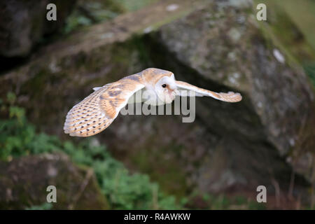 Schleiereule, Erwachsener, Kasselburg, Eifel, Deutschland, Europa, (Tyto alba) Stockfoto