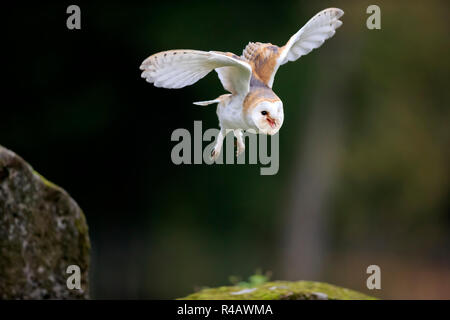 Schleiereule, Erwachsener, Kasselburg, Eifel, Deutschland, Europa, (Tyto alba) Stockfoto