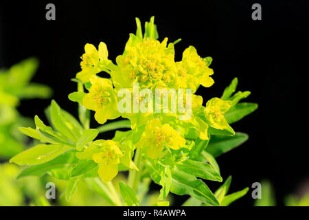 Sumpf Wolfsmilch, Deutschland, Europa, (Euphorbia palustris) Stockfoto