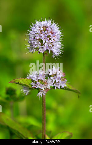 Wasser Minze, Deutschland, Europa, (Mentha Aquatica) Stockfoto