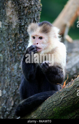 Weiße Leitung Kapuziner, Erwachsener, Südamerika, (Cebus capucinus) Stockfoto