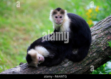 Weiße Leitung Kapuziner, erwachsene Paare, Südamerika, (Cebus capucinus) Stockfoto