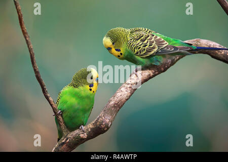 Wellensittich, erwachsene Männchen, Australien, (Melopsittacus undulatus) Stockfoto