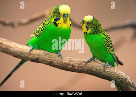 Wellensittich, erwachsene Männchen, Australien, (Melopsittacus undulatus) Stockfoto