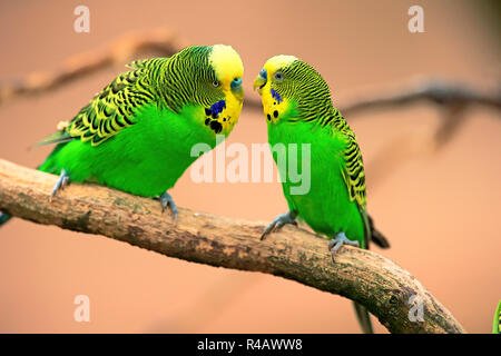 Wellensittich, erwachsene Männchen, Australien, (Melopsittacus undulatus) Stockfoto