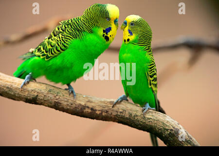 Wellensittich, erwachsene Männchen, Australien, (Melopsittacus undulatus) Stockfoto