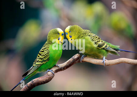 Wellensittich, erwachsene Männchen, Australien, (Melopsittacus undulatus) Stockfoto