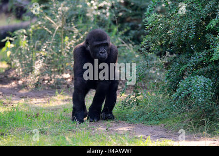 Westlicher Flachlandgorilla, Junge, Afrika, (Gorilla gorilla Gorilla) Stockfoto