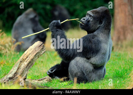 Westlicher Flachlandgorilla, erwachsenen männlichen, Afrika, (Gorilla gorilla Gorilla) Stockfoto