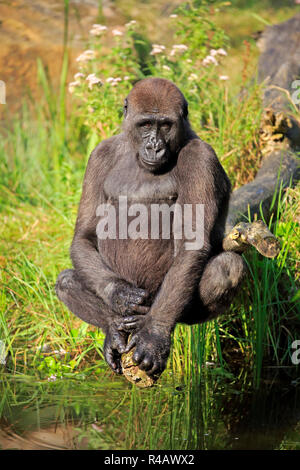 Westlicher Flachlandgorilla, erwachsene Weibchen an Wasser, Afrika, (Gorilla gorilla Gorilla) Stockfoto