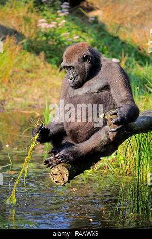 Westlicher Flachlandgorilla, erwachsene Weibchen an Wasser, Afrika, (Gorilla gorilla Gorilla) Stockfoto