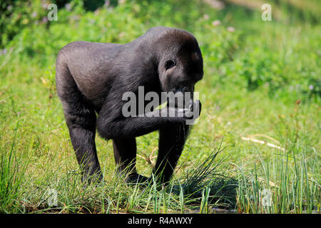 Westlicher Flachlandgorilla, Erwachsene am Wasser, trinken, Afrika, (Gorilla gorilla Gorilla) Stockfoto