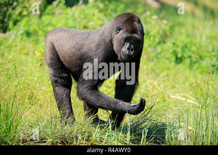 Westlicher Flachlandgorilla, Erwachsene am Wasser, trinken, Afrika, (Gorilla gorilla Gorilla) Stockfoto