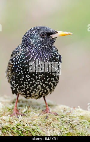 Common Starling, Niedersachsen, Deutschland, (Sturnus vulgaris) Stockfoto