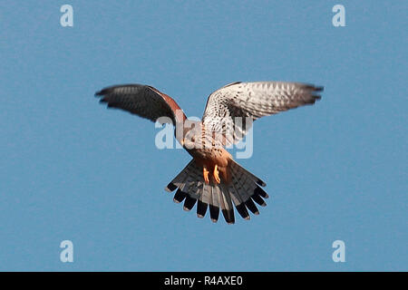 Turmfalke, Bayern, Deutschland, (Falco tinnunculus) Stockfoto