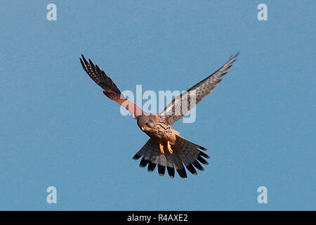 Turmfalke, Bayern, Deutschland, (Falco tinnunculus) Stockfoto