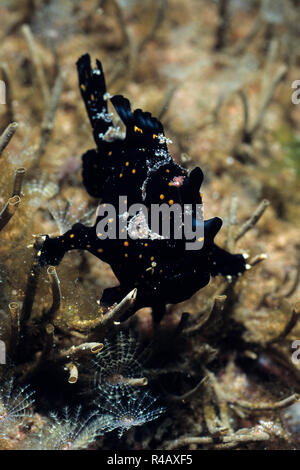 Juvenile Rundflecken-anglerfisch, Philippine Sea, Südostasien, (Antennarius pictus) Stockfoto